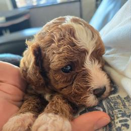 Boy 5 - Red male Cavapoo puppy in Knoxville, Tennessee from Shannan's Cavapoos