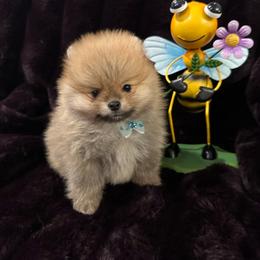 Pooh Bear - Cream sable male Pomeranian puppy in Ogden, Utah from Lori’s Precious Poms
