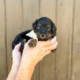 Sally - Phantom female Bernedoodle puppy in Bellville, Ohio from Bernedoodle Buddies