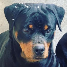 Rottweilers from BelovedK9 Rottweilers