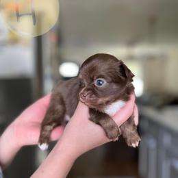 Blossom - Chocolate female Chihuahua puppy in North Ridgeville, Ohio from Happy Pups