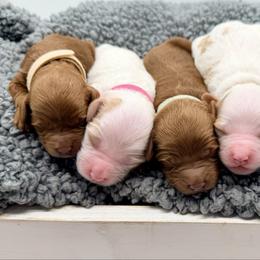 Pink Girl - Parti female Goldendoodle puppy in Philadelphia, Mississippi from Oakie Doodles