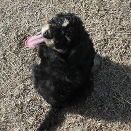 Goldendoodle and Yorkshire Terrier Puppies from Dirty Dogs Pups