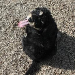 Goldendoodle and Yorkshire Terrier Puppies from Dirty Dogs Pups