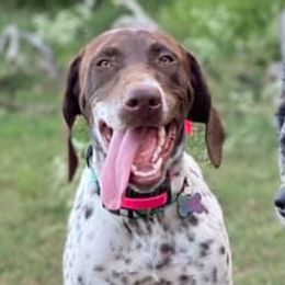 Dachshunds, French Bulldogs, and German Shorthaired Pointers from 3P Kennels