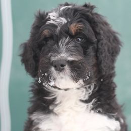 Bernedoodle Puppies from Richardville Hunde
