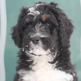 Bernedoodle Puppies from Richardville Hunde
