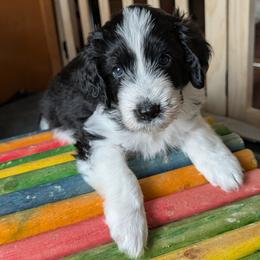 Revere - Black and white male Aussiedoodle puppy in New Durham, New Hampshire from Ridgeview Aussiedoodles