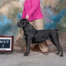 Nashville - Cane Corso