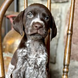 Airedale Terriers and German Shorthaired Pointers from Aim High Airedales & German Shorthaired Pointers