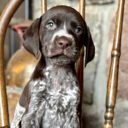Airedale Terriers and German Shorthaired Pointers from Aim High Airedales & German Shorthaired Pointers