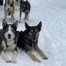 Alaskan Husky All Grown Up from Sage Mountain Sled Dogs