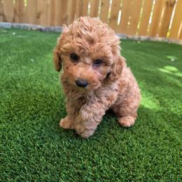 Luna - Apricot female Poodle puppy in Kannapolis, North Carolina from Carolina Great Danes & Toy Poodles