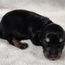 Bailey - Black and cream female Dachshund puppy in Anaconda, Montana from Williams Family Dachshunds