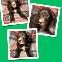 Jasper - Black male Golden Aussiedoodle puppy in Bluefield, Virginia from Love on a Leash