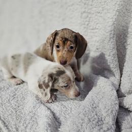 Dachshund and Pomeranian Puppies from Dachs and Poms