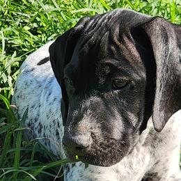 German Shorthaired Pointers from Lake Effect GSP's