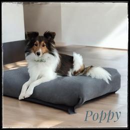 Poppy - Shetland Sheepdog