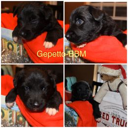 Australian Shepherd Puppies from Not Of This World Australian Shepherds