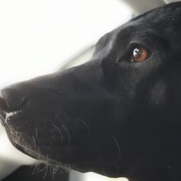 Labrador Retrievers from Bosch Labs