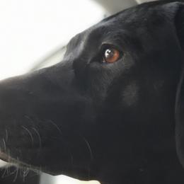 Labrador Retrievers from Bosch Labs