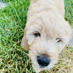 Australian Mountain Doodle, Bernedoodle, and Goldendoodle Puppies from Wynterwood Doodles