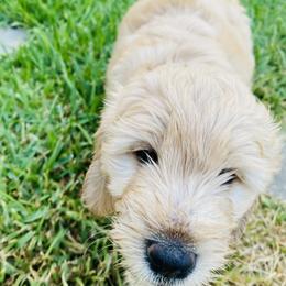 Australian Mountain Doodle, Bernedoodle, and Goldendoodle Puppies from Wynterwood Doodles