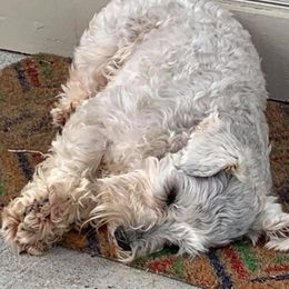 Miniature Schnauzers from Ed Krickel's Miniature Schnauzers