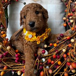 Laugh A Lot Bear - Red  female Goldendoodle puppy in Camden, North Carolina from Oopsie Doodles of NC
