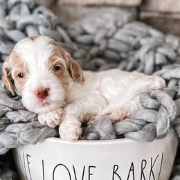 Draco - Parti Goldendoodle puppy in Corona, California from West Coast Goldendoodles