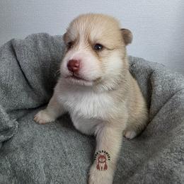 Ryu - Red and white male Pomsky puppy in Blaine, Minnesota from Yuna's Pomsky