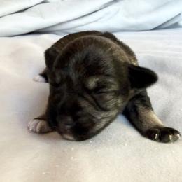 Jessy - Black male Miniature Schnauzer puppy in Ferndale, Washington from Blackhorse Schnauzers Washington state