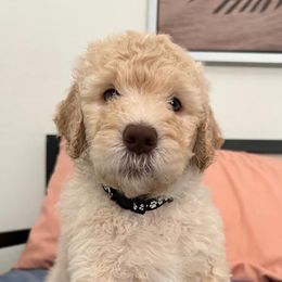 Boy 4 - Cream Goldendoodle puppy in Orlando, Florida from Lorraine's Doodles