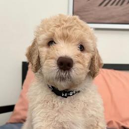 Boy 4 - Cream Goldendoodle puppy in Orlando, Florida from Lorraine's Doodles