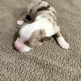 Miniature Australian Shepherd Puppies from Mid-Plains Mini Aussies