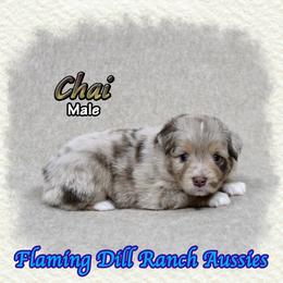 Chai - Red merle male Toy Australian Shepherd puppy in Forestburg, Texas from Flaming Dill Ranch Aussies