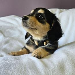 Black and Cream Freya - Black and cream female Dachshund puppy in Parkersburg, West Virginia from Bourbon Barrel Ridge Doxies