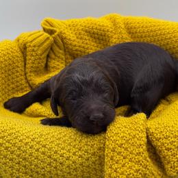 Colt - Brown and white male Aussiedoodle puppy in Claremont, North Carolina from Magnolia Grove Farms