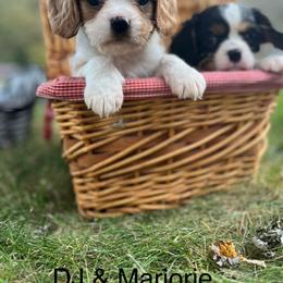 Cavalier King Charles Spaniel Puppies from SHANNON'S CAVALIERS