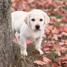 Nilla- Vanilla Ice Cream - Yellow female Labrador Retriever puppy in Tekonsha, Michigan from Asher Acres Labs