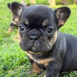 Pepper - Black and tan female French Bulldog puppy in Iron Station, North Carolina from Kayser Farm