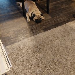 Teddy bear - Pug