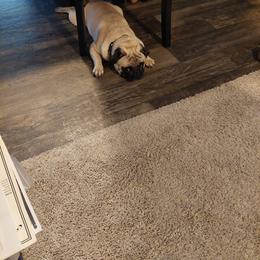 Teddy bear - Pug