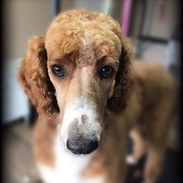 Bailey - Poodle