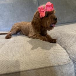 Cavapoo, Goldendoodle, and Poodle All Grown Up from Pearls & Curls doodles & poodles