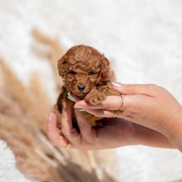 Chili-Red Collar - Red  female Poodle puppy in Atlanta, Georgia from Sprinkle Me Puppy