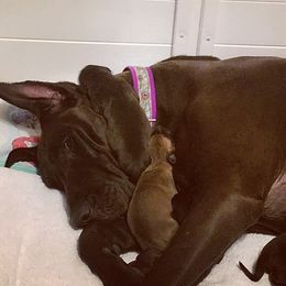 Great Dane Puppies from VanDelft Danes