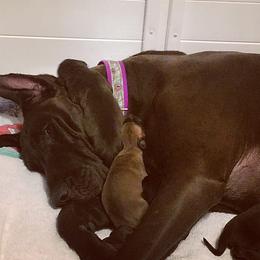 Great Dane Puppies from VanDelft Danes