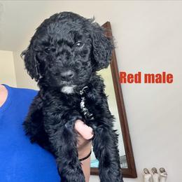 Red - Black male Goldendoodle puppy in Summerville, South Carolina from Lizarazo Doodles