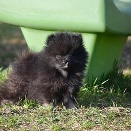 Pomeranian Puppies from Pomeranians Montana